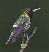 Black-crested Coquette