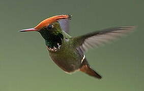 Rufous-crested Coquette