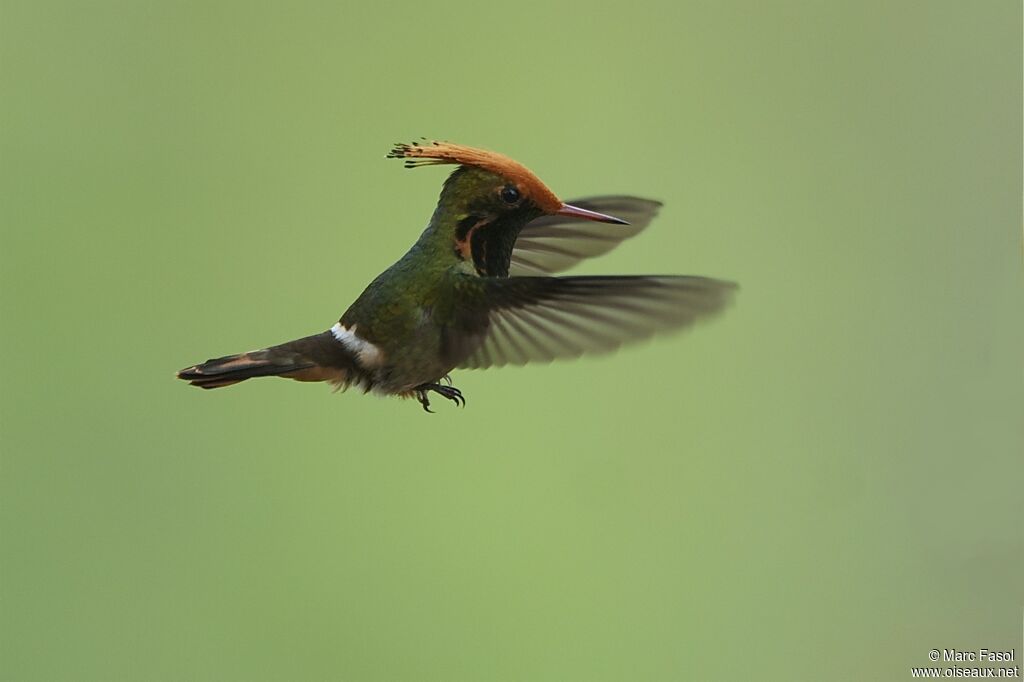 Rufous-crested Coquette male adult breeding, Flight