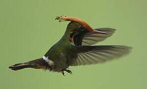 Rufous-crested Coquette