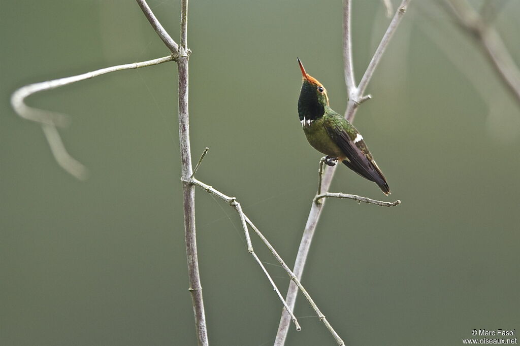 Rufous-crested Coquette male adult breeding, identification