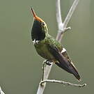 Coquette de Delattre