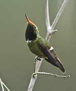 Rufous-crested Coquette