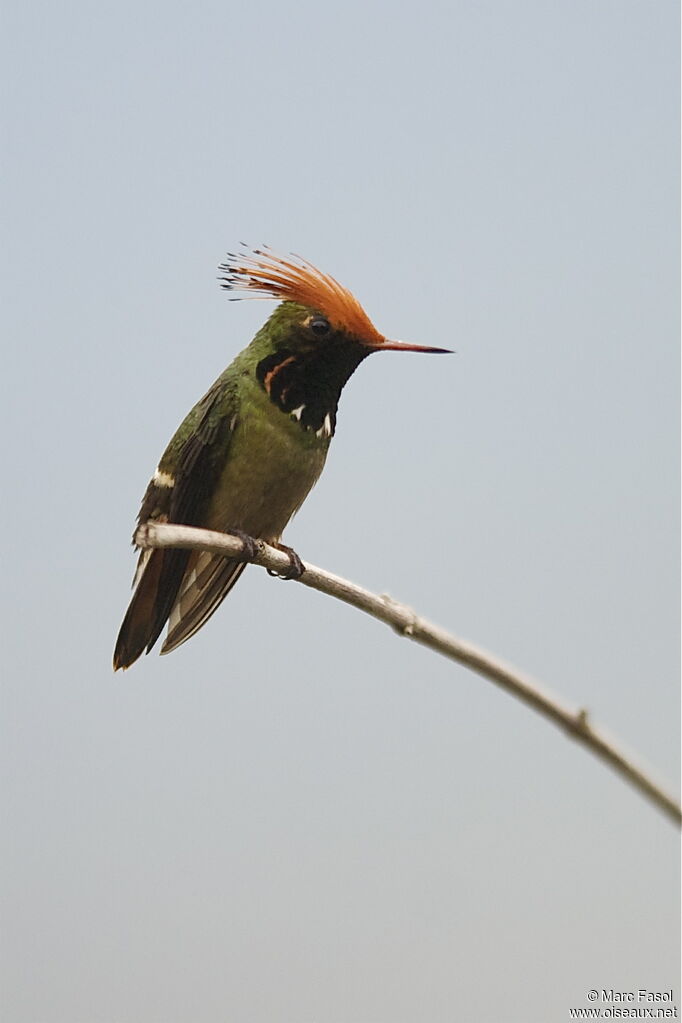 Rufous-crested Coquette male adult breeding, identification