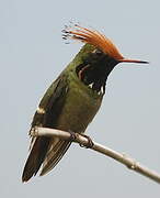 Rufous-crested Coquette