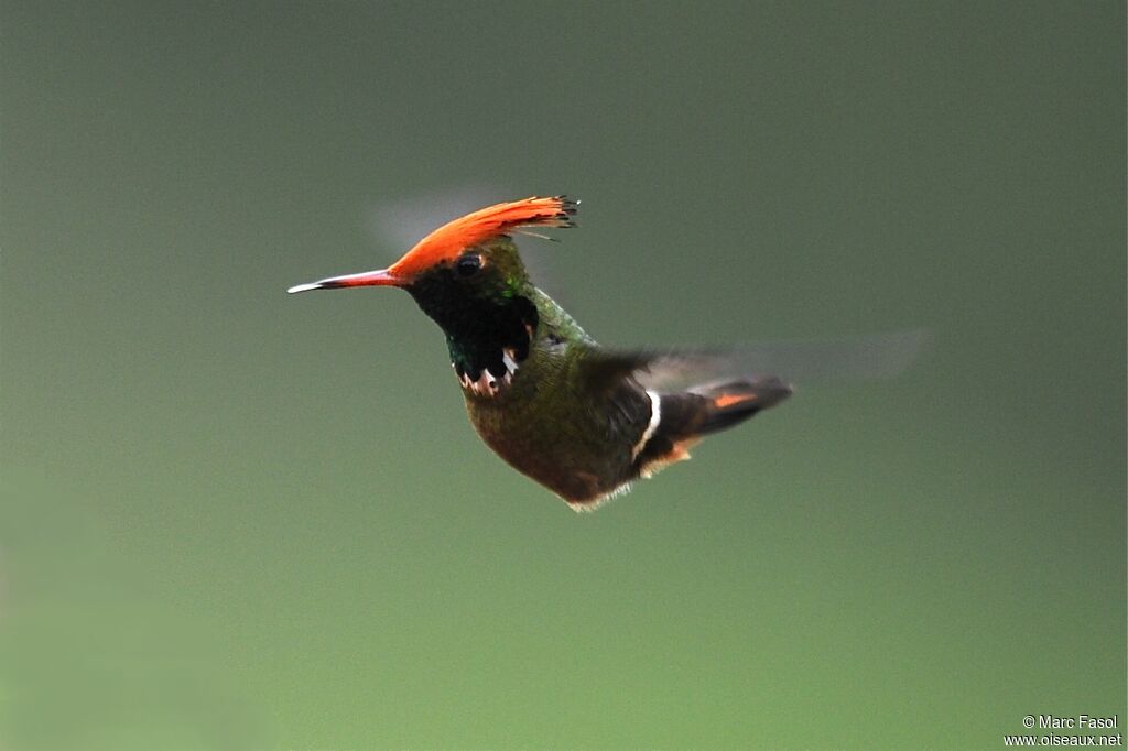 Rufous-crested Coquette male adult breeding, Flight