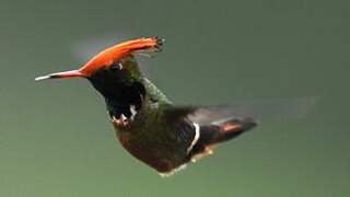 Rufous-crested Coquette