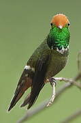 Rufous-crested Coquette