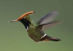 Rufous-crested Coquette