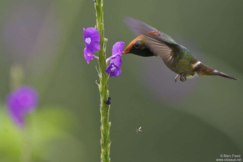 Rufous-crested Coquette male adult, identification, Flight, feeding habits