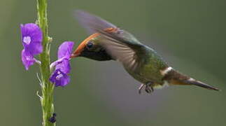 Rufous-crested Coquette