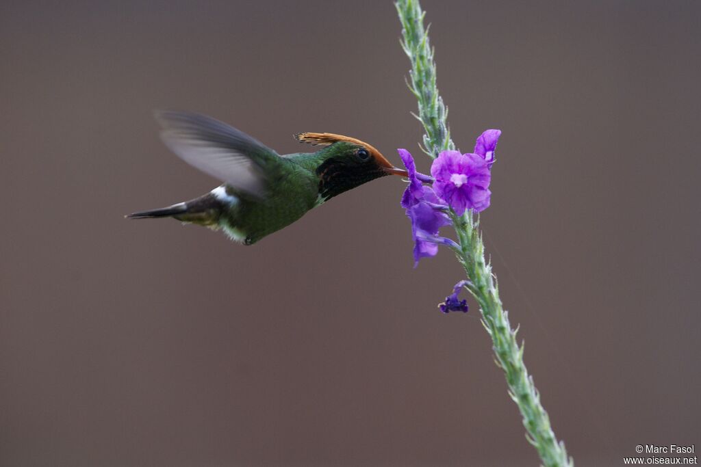 Rufous-crested Coquette male adult, identification, Flight, feeding habits