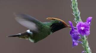 Rufous-crested Coquette