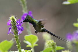 Wire-crested Thorntail