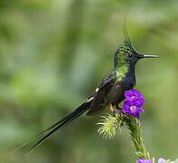 Wire-crested Thorntail