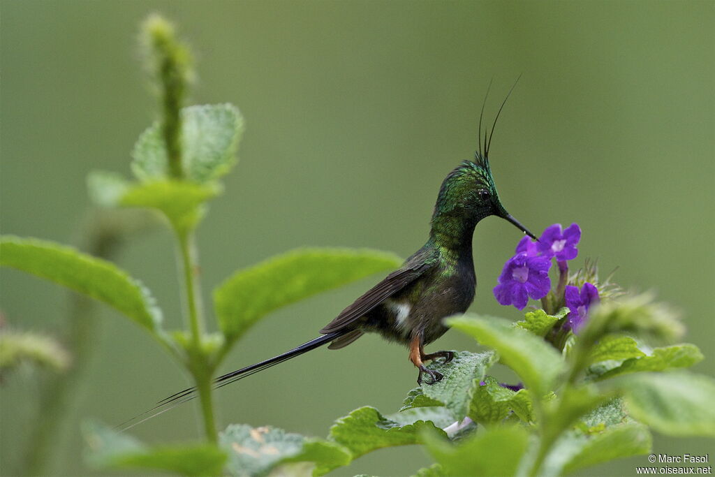 Wire-crested Thorntail male adult, identification, feeding habits, Behaviour