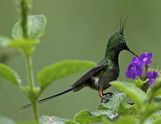 Wire-crested Thorntail