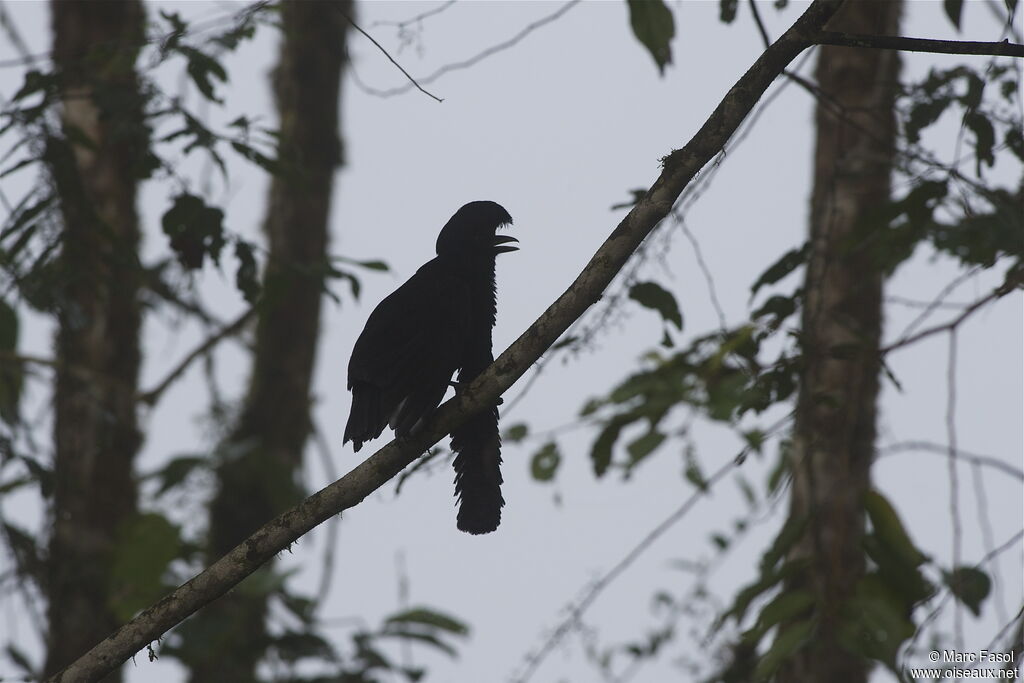 Long-wattled Umbrellabird male adult, identification