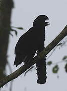 Long-wattled Umbrellabird