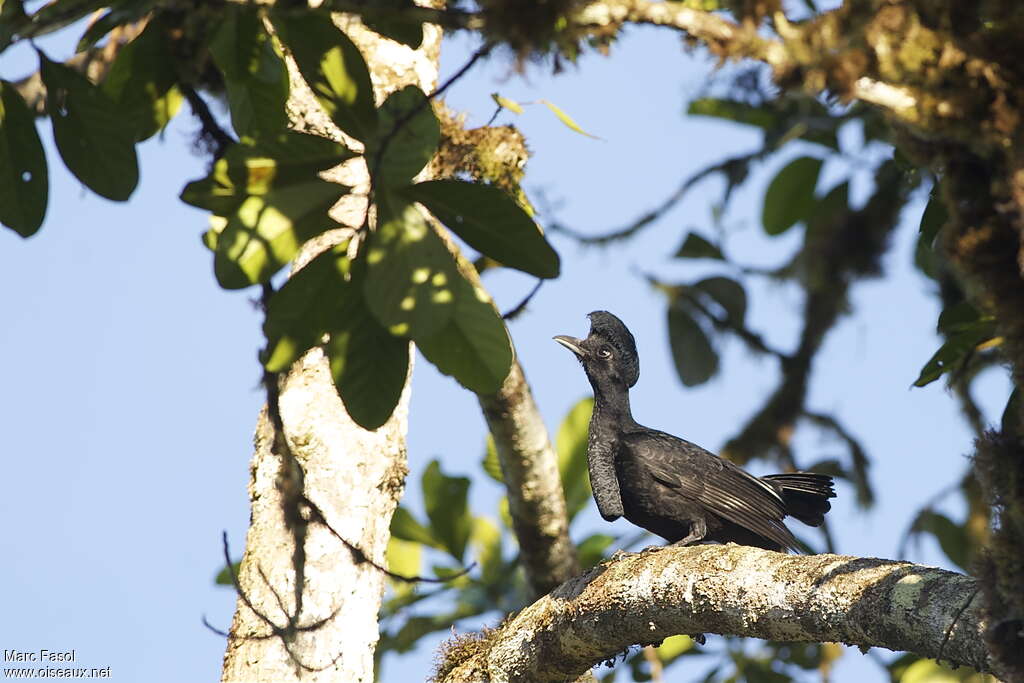 Long-wattled Umbrellabird female adult breeding, identification