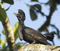 Long-wattled Umbrellabird