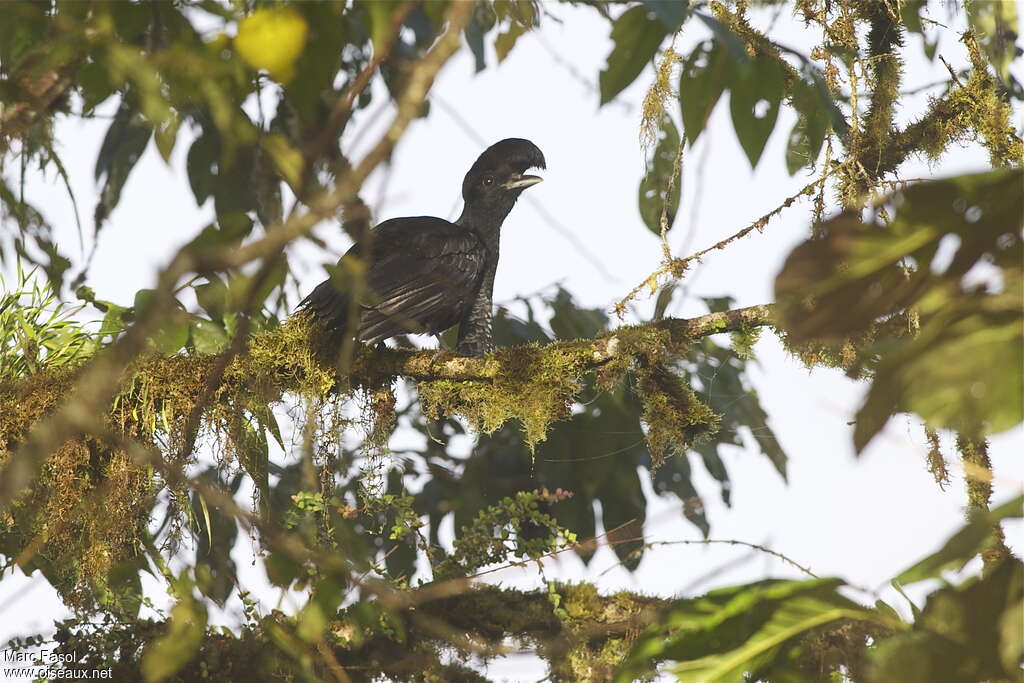 Long-wattled Umbrellabird male adult breeding, habitat