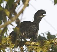 Long-wattled Umbrellabird