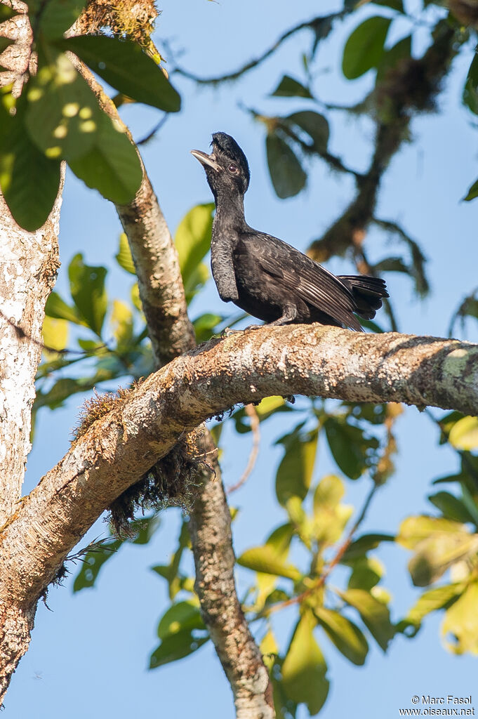 Long-wattled Umbrellabird female adult breeding, identification