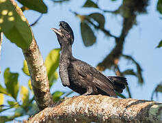 Long-wattled Umbrellabird