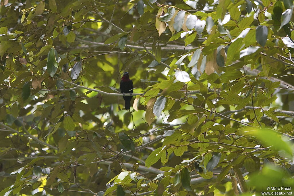 Purple-throated Fruitcrow male adult, identification