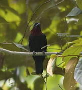 Purple-throated Fruitcrow