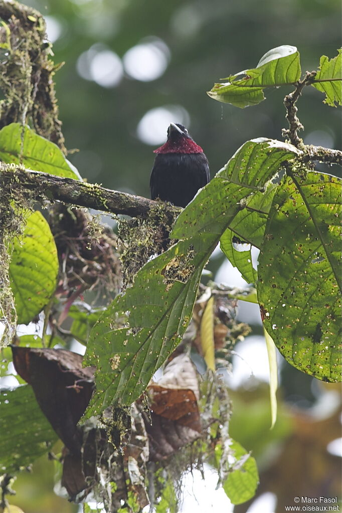 Purple-throated Fruitcrow male, identification