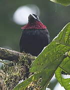 Purple-throated Fruitcrow