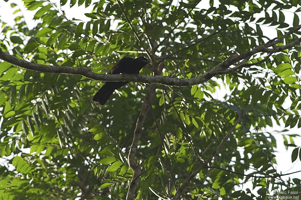 Coracine noire femelle adulte, identification