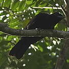 Coracine noire