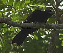 Purple-throated Fruitcrow