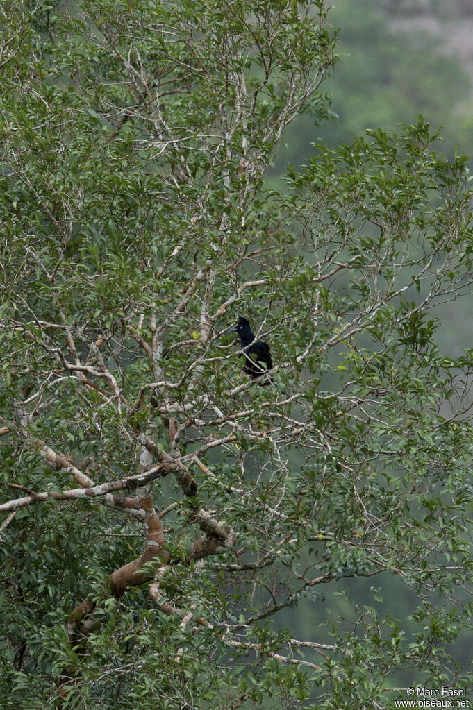 Amazonian Umbrellabird female adult, habitat