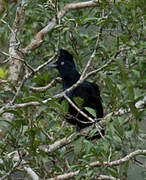 Amazonian Umbrellabird