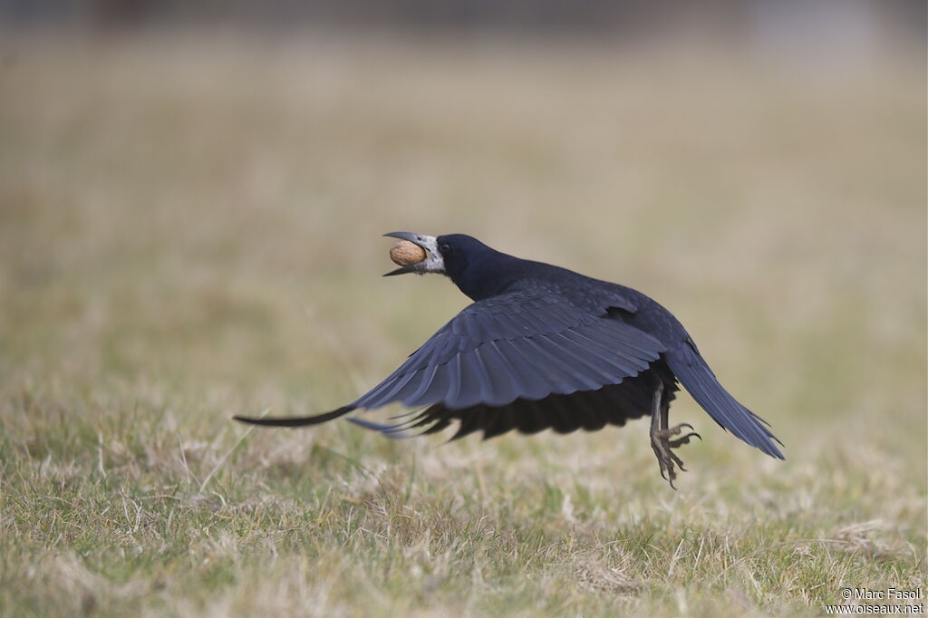 Corbeau freuxadulte, identification, régime, Comportement