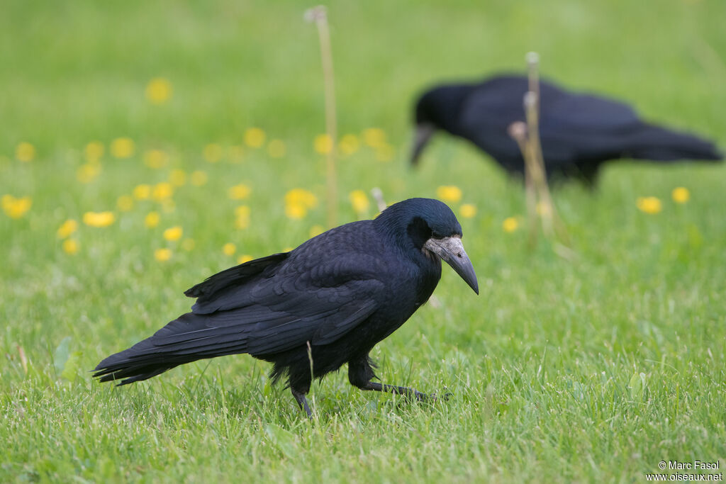 Corbeau freuxadulte nuptial, marche, pêche/chasse