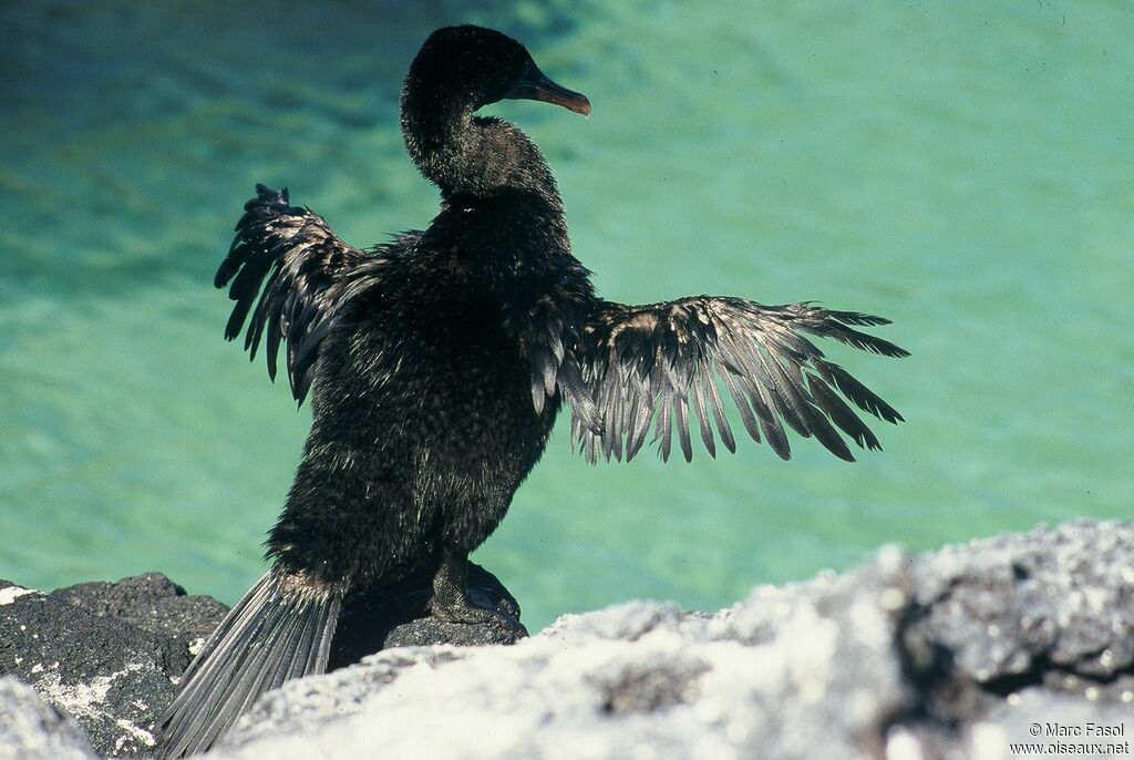 Cormoran aptèreadulte, identification, Comportement