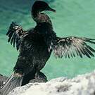 Cormoran aptère