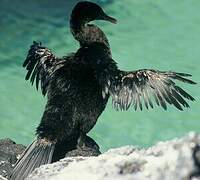 Flightless Cormorant