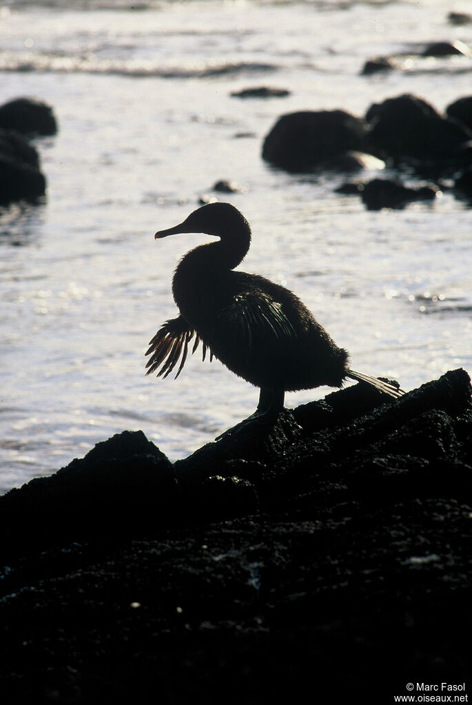 Cormoran aptèreadulte, identification, Comportement