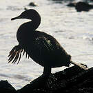 Cormoran aptère