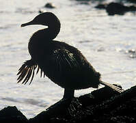 Flightless Cormorant