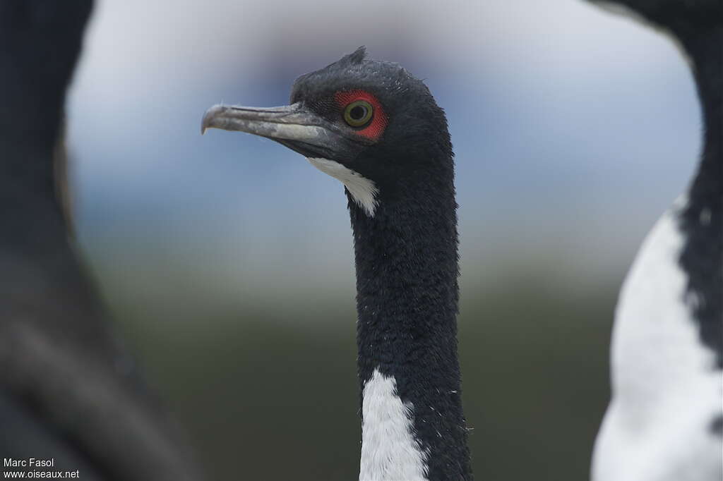 Guanay Cormorantadult, close-up portrait