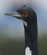 Guanay Cormorant