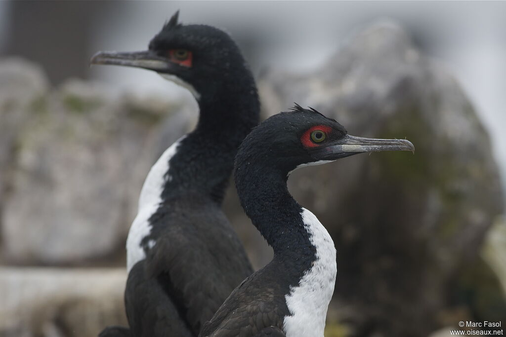 Cormoran de Bougainvilleadulte, identification