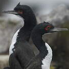 Cormoran de Bougainville